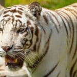 Wildlife sanctuaries where conservation comes first