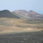Desert blooms that transform barren landscapes