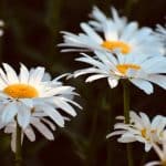 Chamomile flowers soothe bedtime teas
