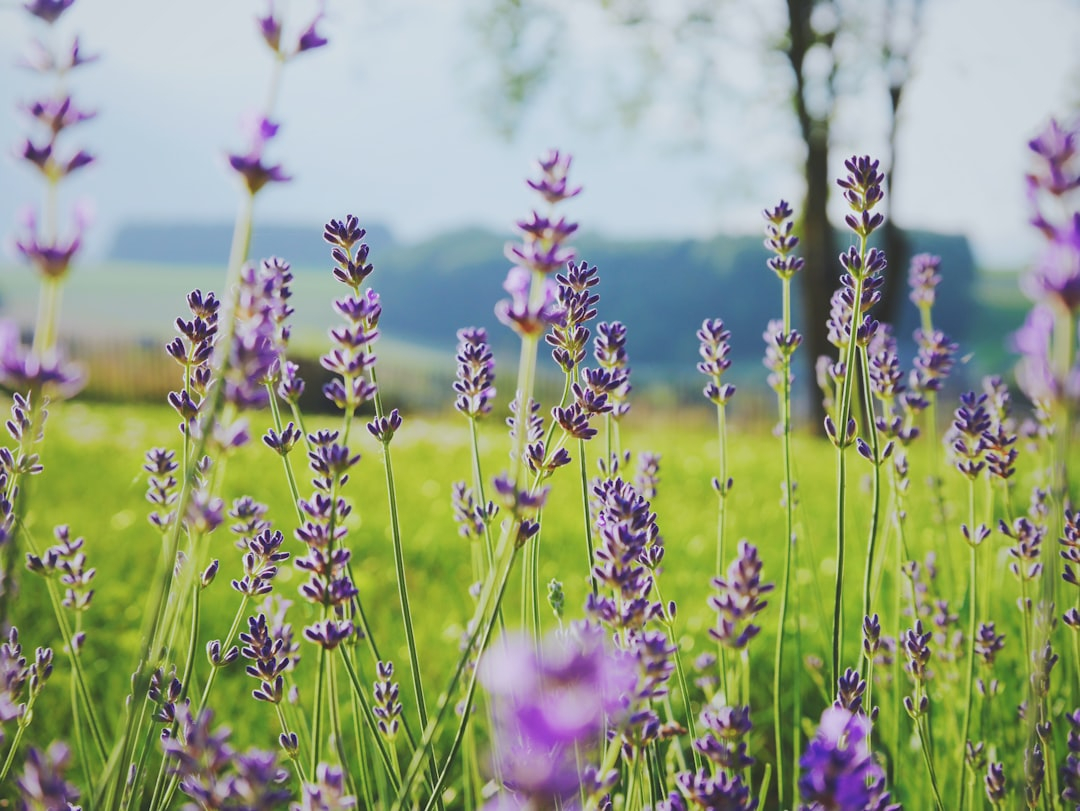 Gardens that bloom with rare beauty