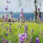 Gardens that bloom with rare beauty