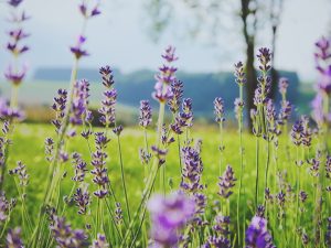 Gardens that bloom with rare beauty